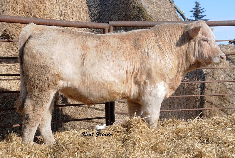 Yearling and 2 Year Old Bulls For Sale 