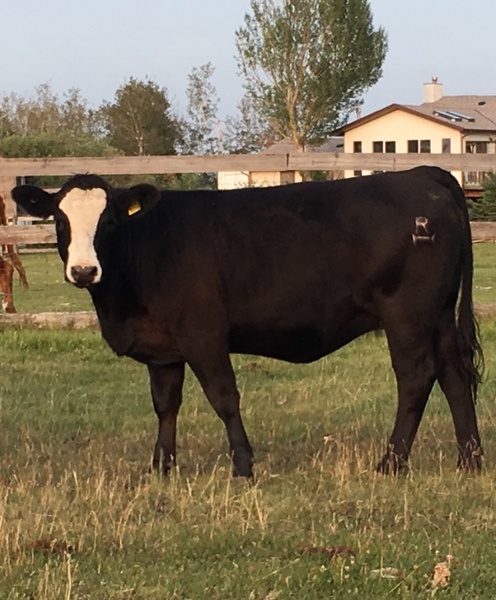 6 Bred AngusX and 4Bred mixed heifers
