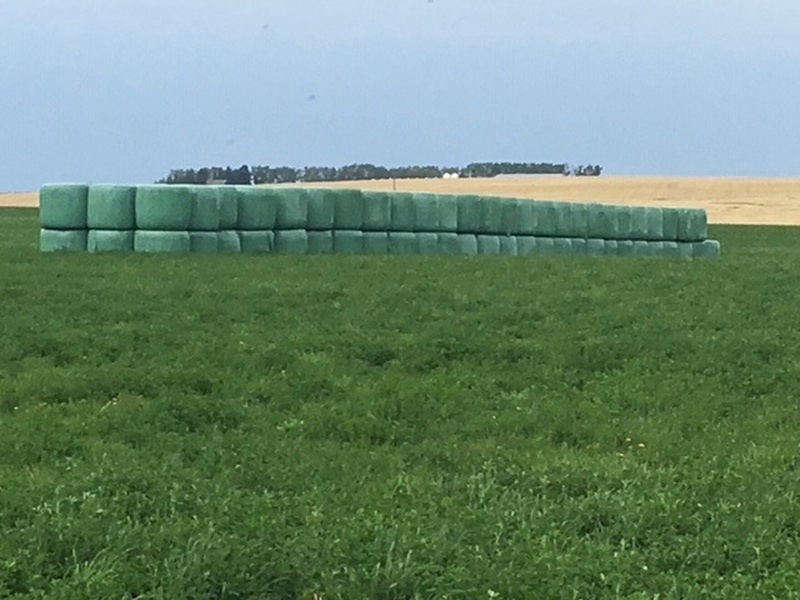 Haylage Bales for Sale