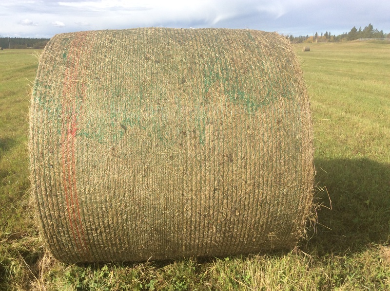 Hay for Sale $70.00 per Bale