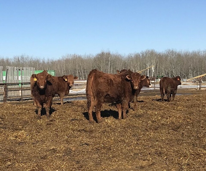 100 Angus/Simmental Cross Replacements For Sale