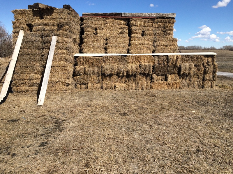 Hay for Sale