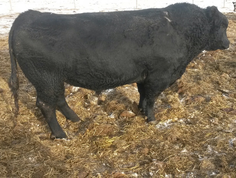 2 Papered Black Angus Bulls For Sale 