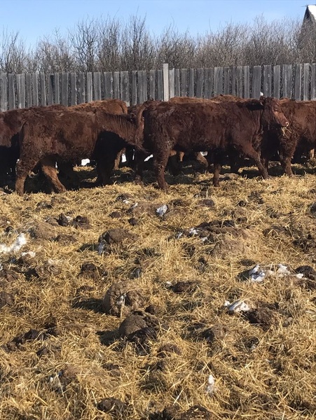 Simmental Red Angus Cross Replacement Heifers 