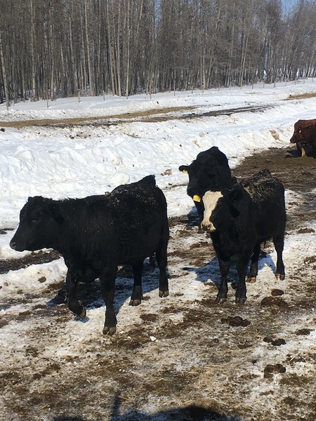 150 First Calf Heifer Pairs 