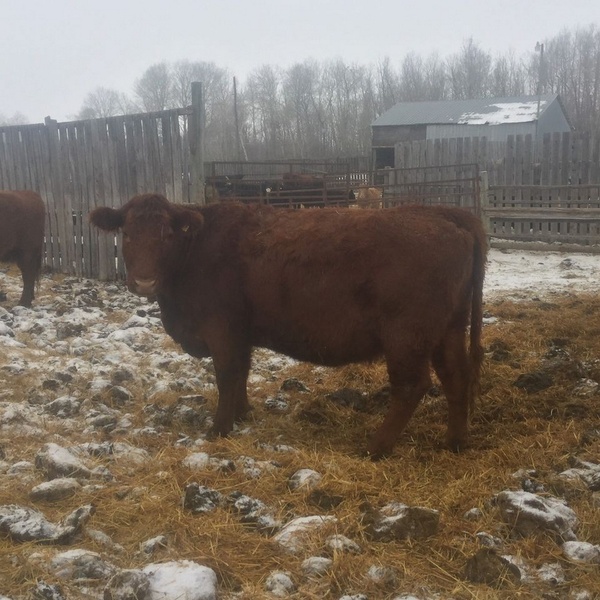 175 Red, Black and Tan Bred Cows 
