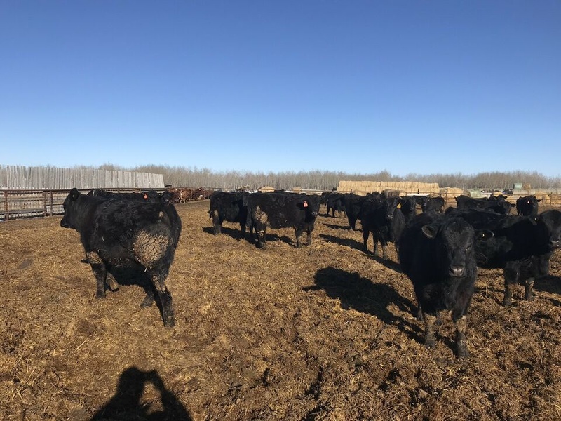 200 Angus/Simmental Cross Replacement Heifers