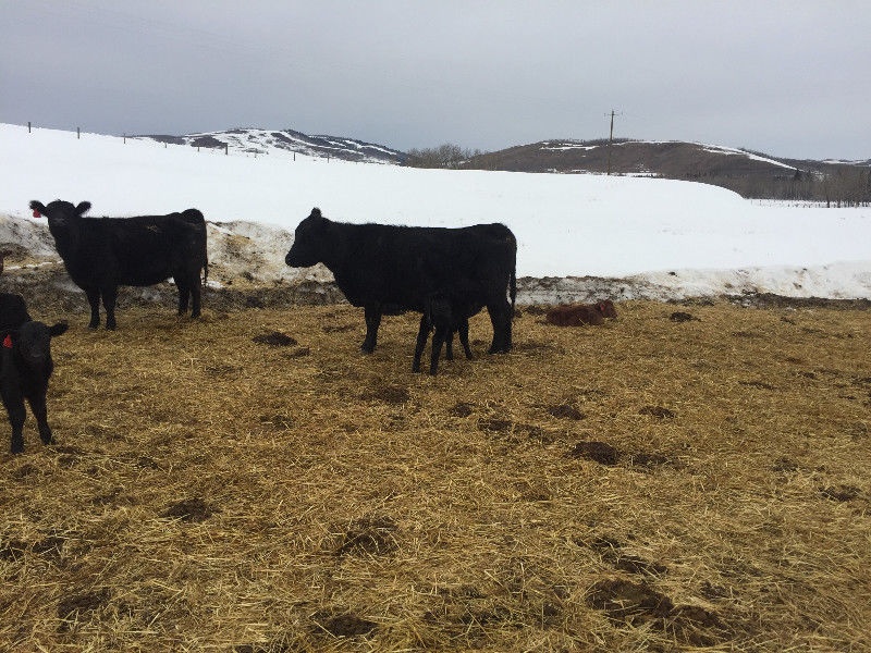 Cow Calf Pairs For Sale 