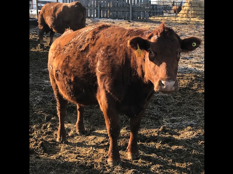 70 Bred Cows For Sale 