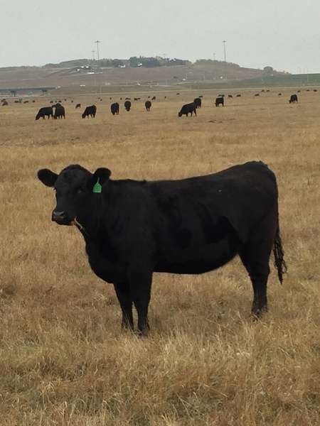 240 Quality Black Angus Bred Heifers