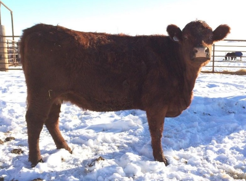 Nice Bred Heifers - Preg checked and in calf 