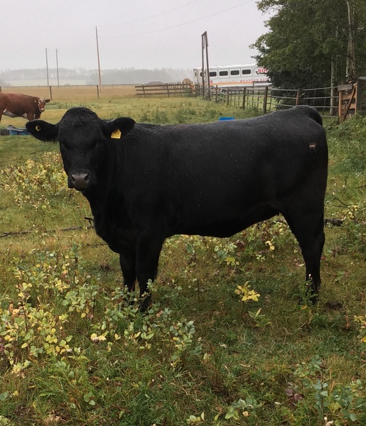 6 Bred AngusX and 4Bred mixed heifers