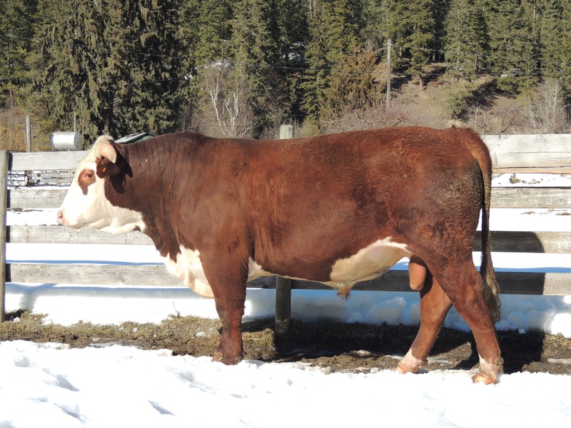 Echo Valley 2 Yr old bulls for sale