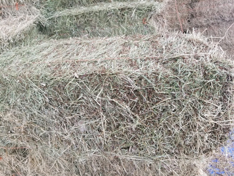 1000 Small Squares of Hay