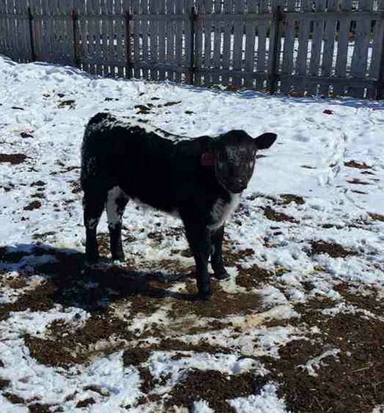Commercial Speckled Park Young Cow Calf Pairs 