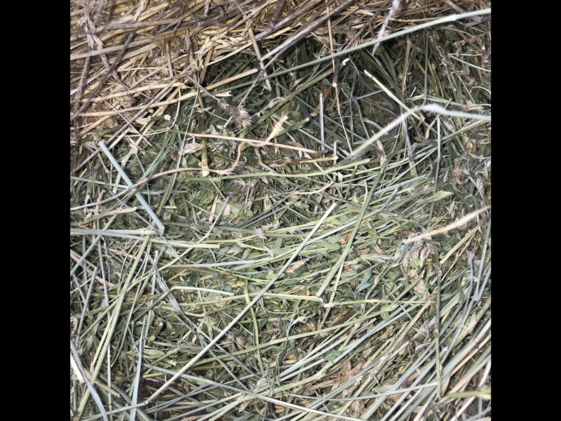 Good quality Horse hay 80% brome and 20% alfalfa, 